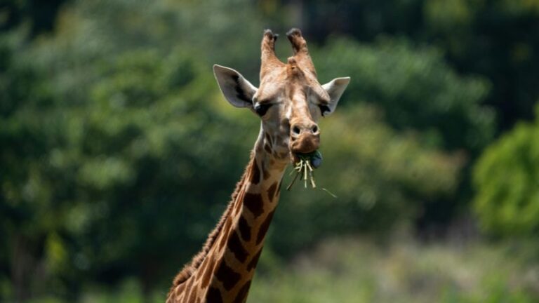 Animal Kingdom 768x432