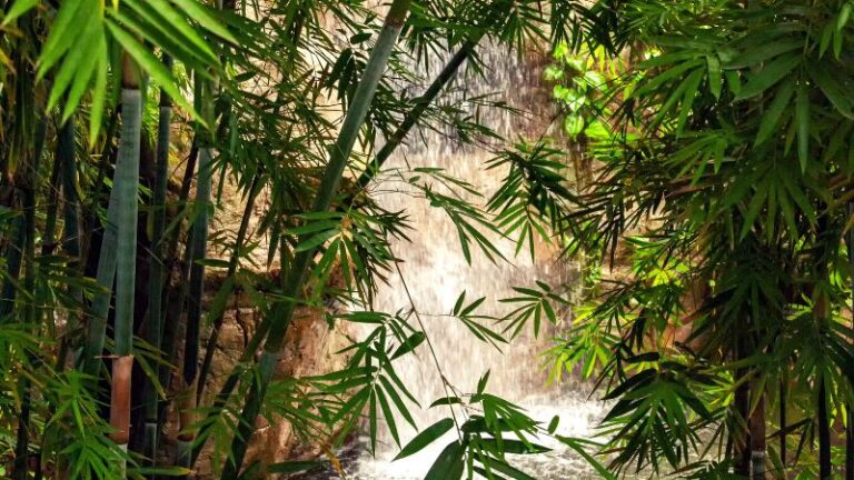 Rainforest Cafe 2 768x432